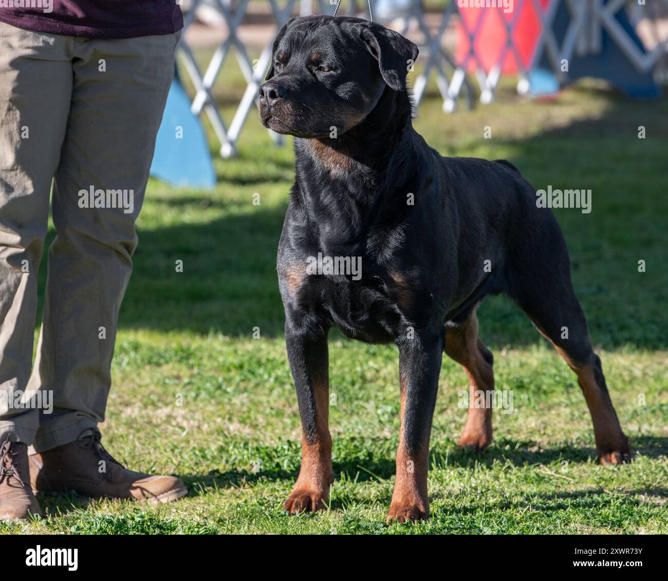 Rottweiler dog at a conformation dog show posing in the ring with his ...