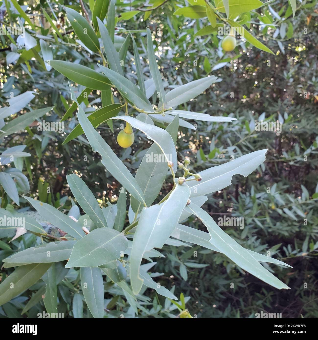 California bay (Umbellularia californica) Plantae Stock Photo - Alamy
