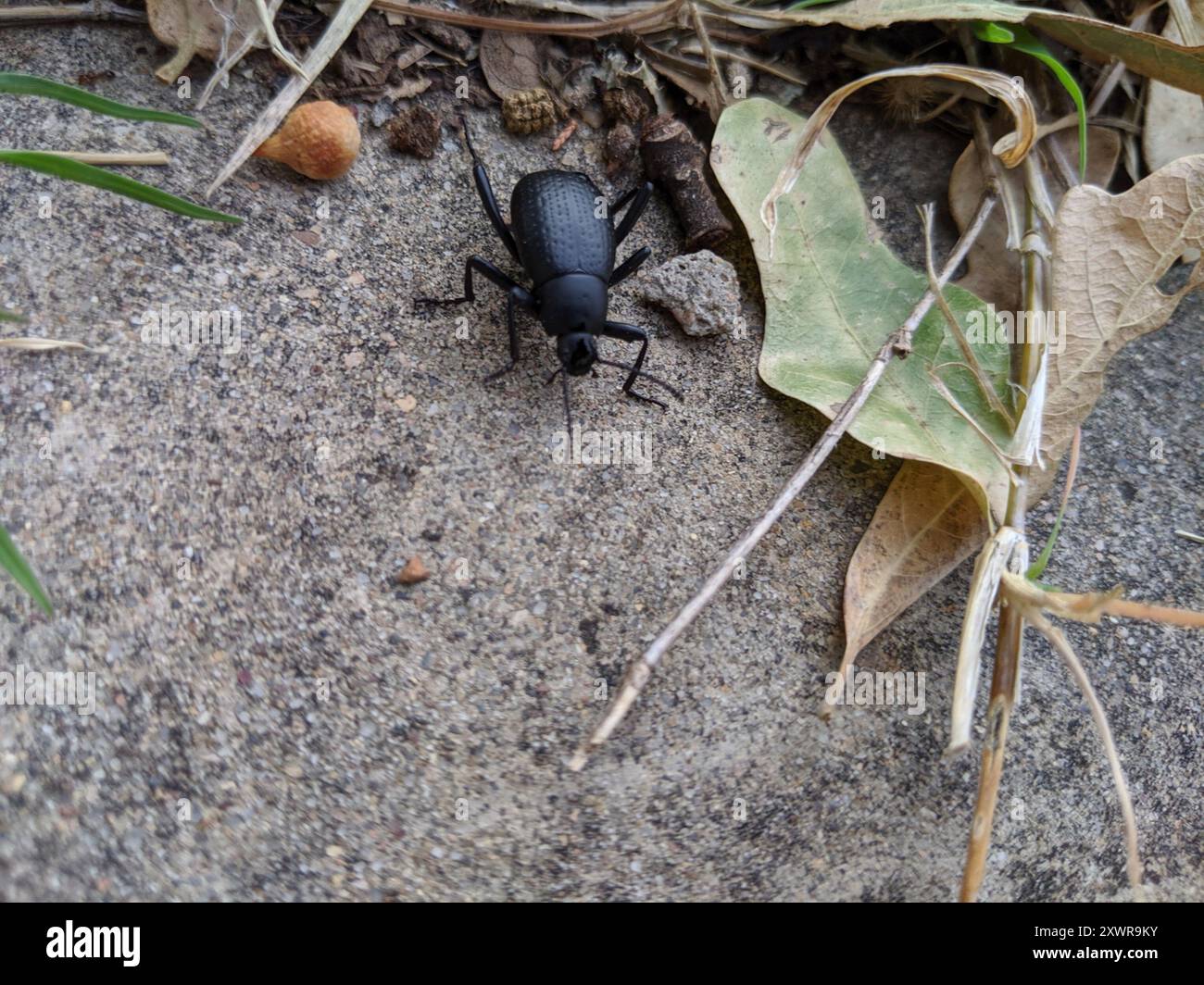 (Eleodes goryi) Insecta Stock Photo - Alamy