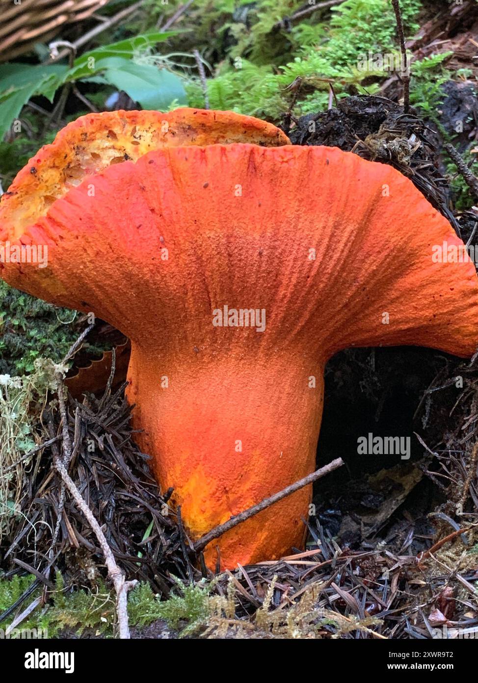 lobster-mushroom-hypomyces-lactifluorum-fungi-stock-photo-alamy