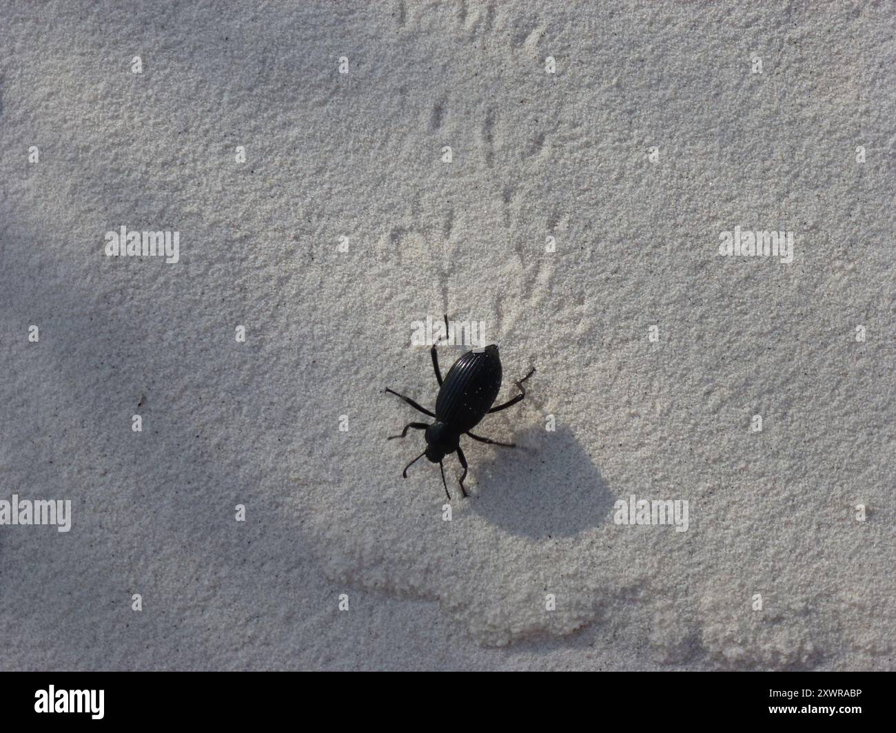 Rough lipped darkling beetle hi-res stock photography and images - Alamy