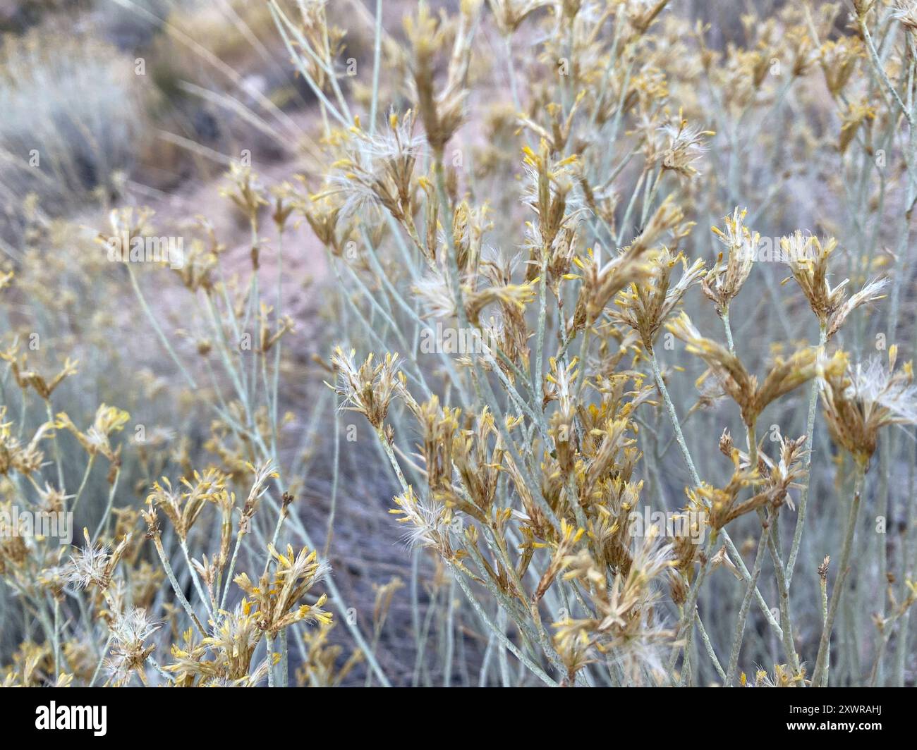 Rubber Rabbitbrush (Ericameria nauseosa) Plantae Stock Photo - Alamy