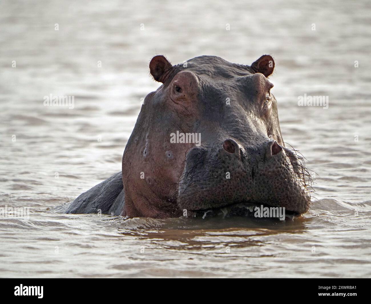 Hippo (Hippopotamus amphibius) with bristles on upper jaw glistening above water surface of Lake Manze, Nyerere National Park,Tanzania Stock Photo