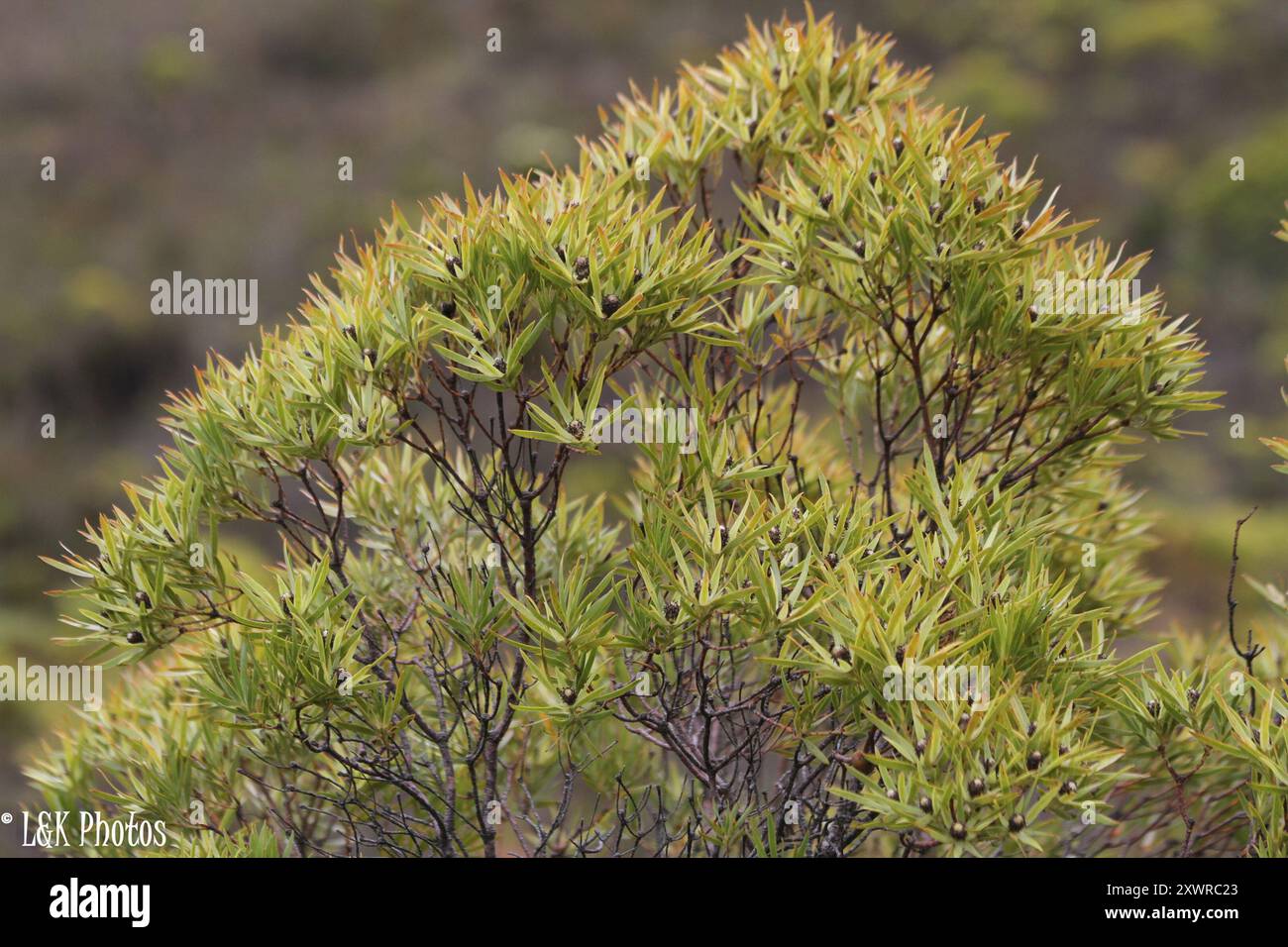 Sunshine Conebushes (Alata) Plantae Stock Photo