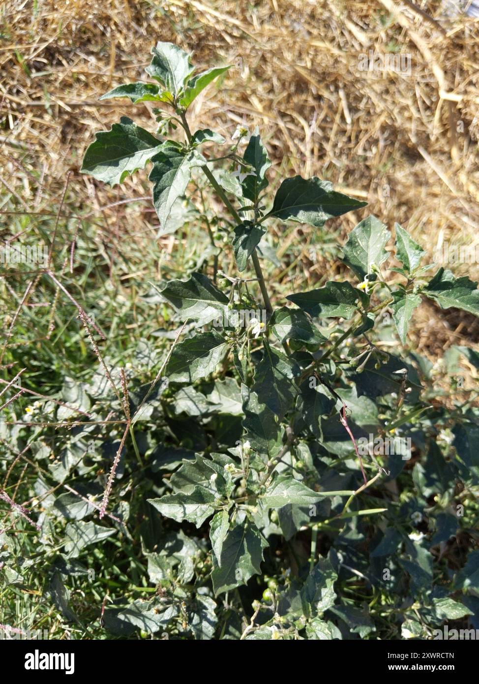 Black Nightshade Complex (Solanum nigrum) Plantae Stock Photo - Alamy