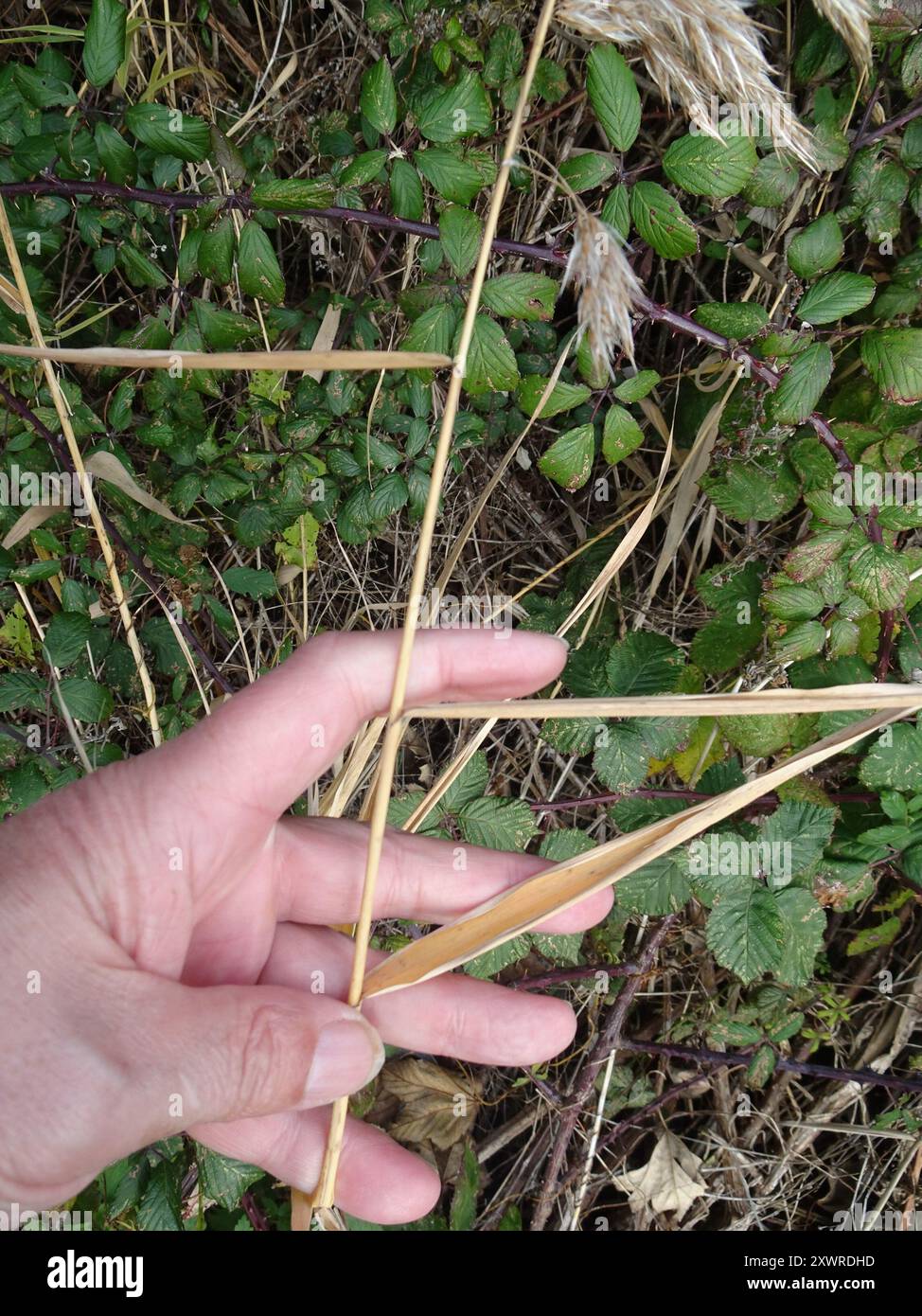 common reed (Phragmites australis) Plantae Stock Photo - Alamy