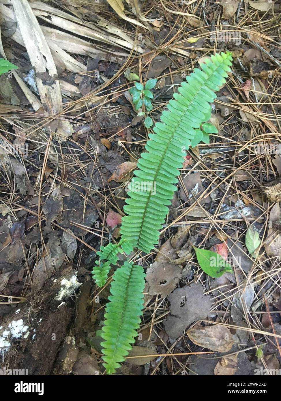 Fishbone Fern (Nephrolepis cordifolia) Plantae Stock Photo - Alamy