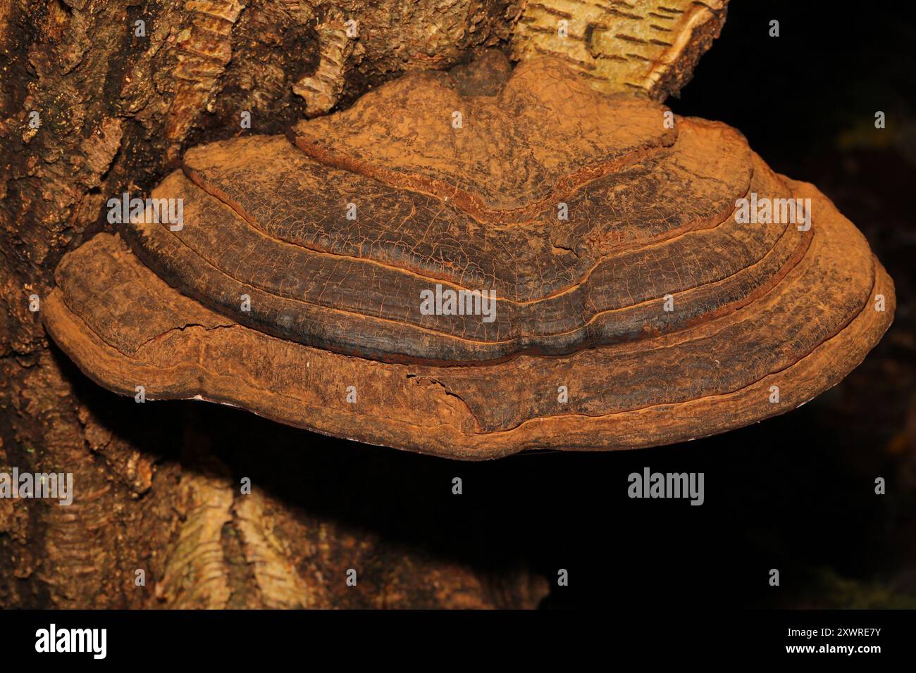 artist's bracket (Ganoderma applanatum) Fungi Stock Photo - Alamy