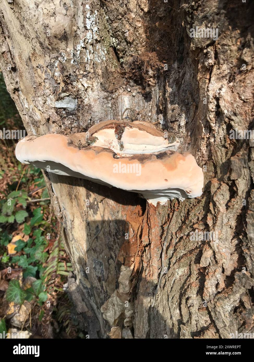 artist's bracket (Ganoderma applanatum) Fungi Stock Photo - Alamy