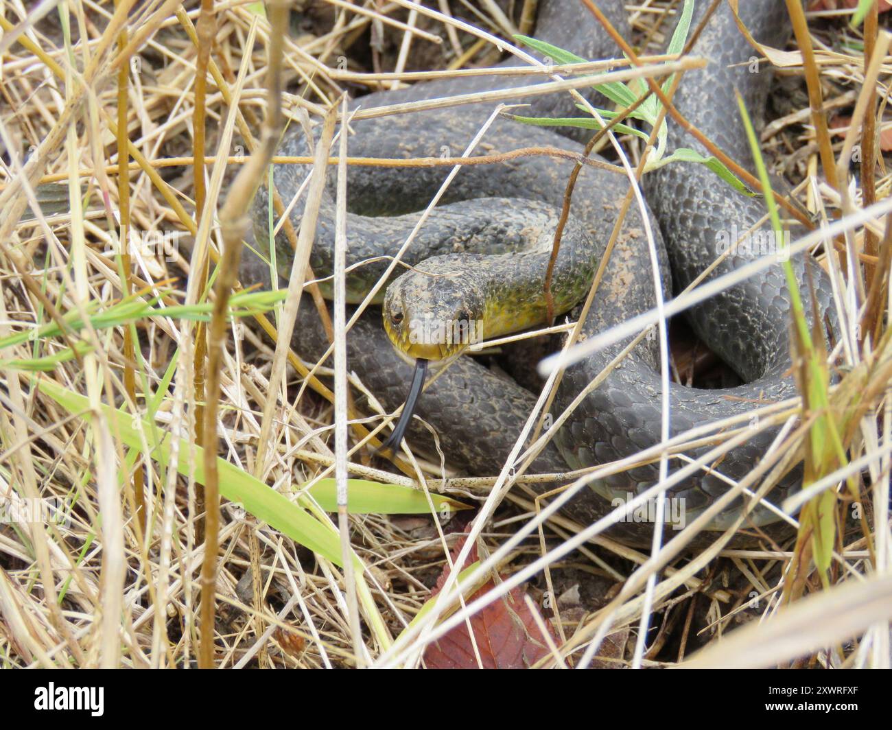 Eastern yellow bellied racer hi-res stock photography and images - Alamy