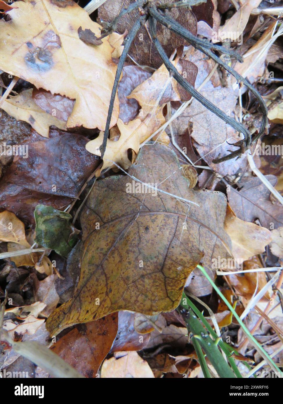 Thread legged bugs hi-res stock photography and images - Alamy