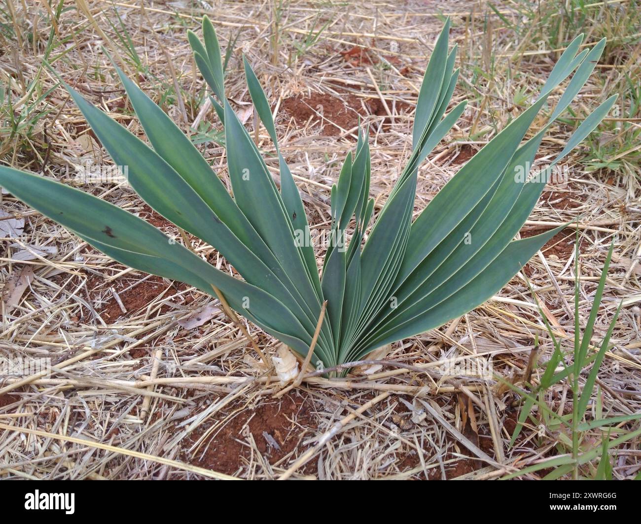 Oxbane Boophone disticha hi-res stock photography and images - Alamy