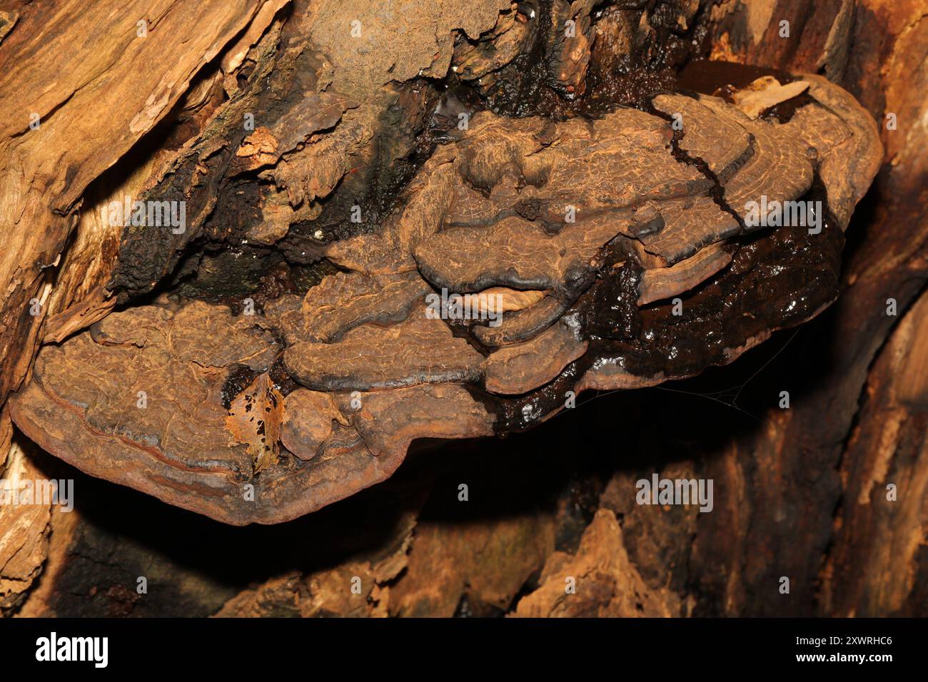 artist's bracket (Ganoderma applanatum) Fungi Stock Photo - Alamy