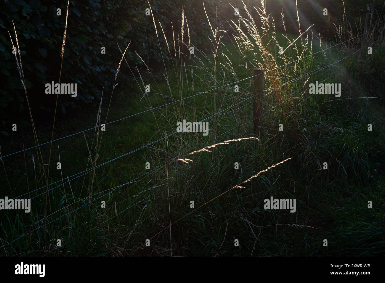 Brixham, Devon, UK - Stock Image