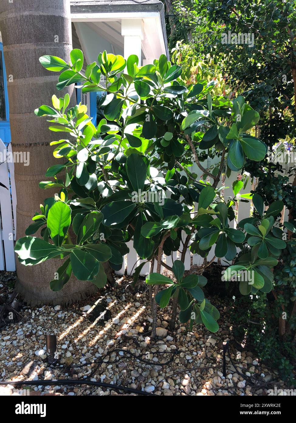 Autograph tree clusia rosea hi-res stock photography and images - Alamy