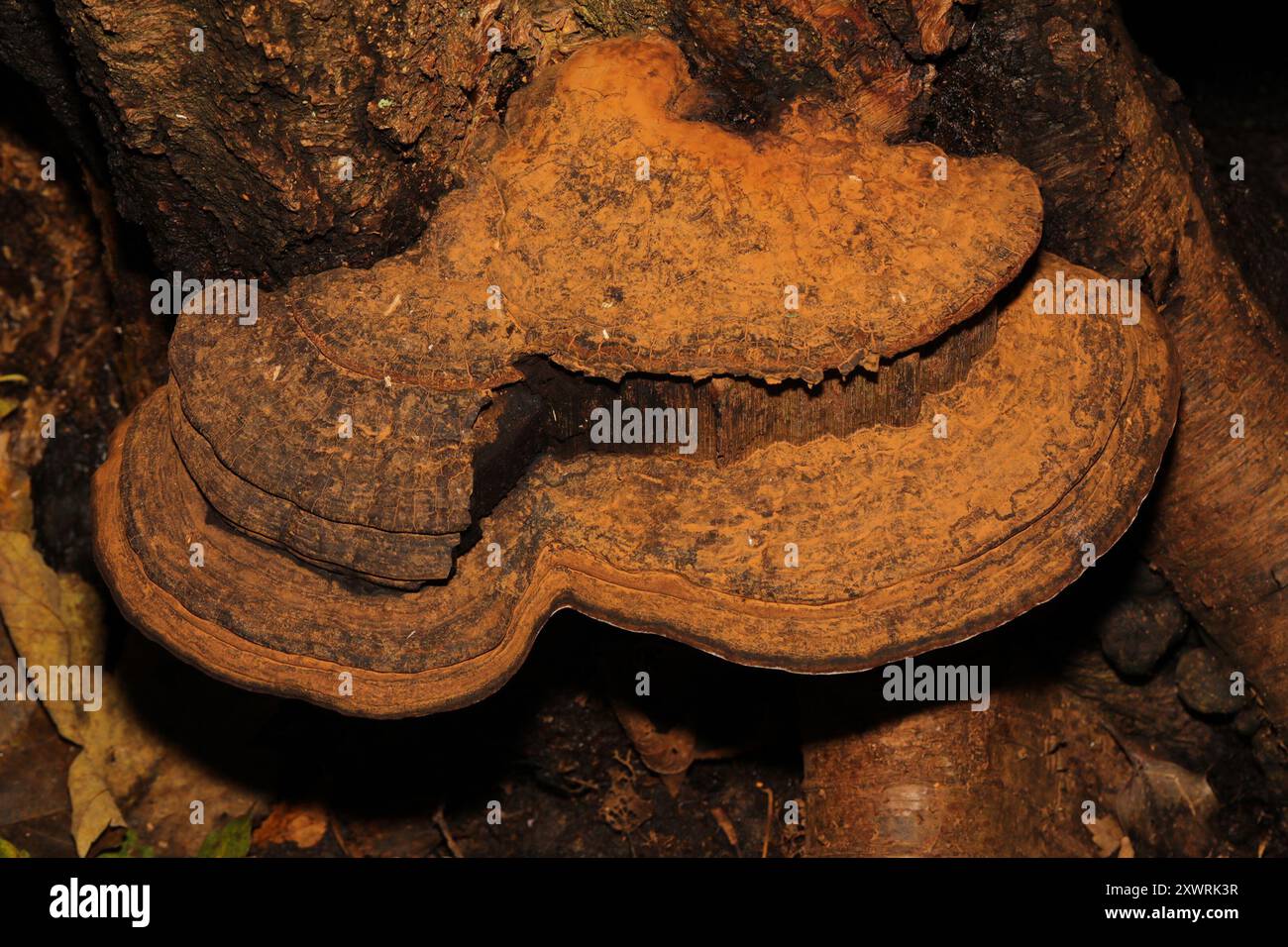 artist's bracket (Ganoderma applanatum) Fungi Stock Photo - Alamy