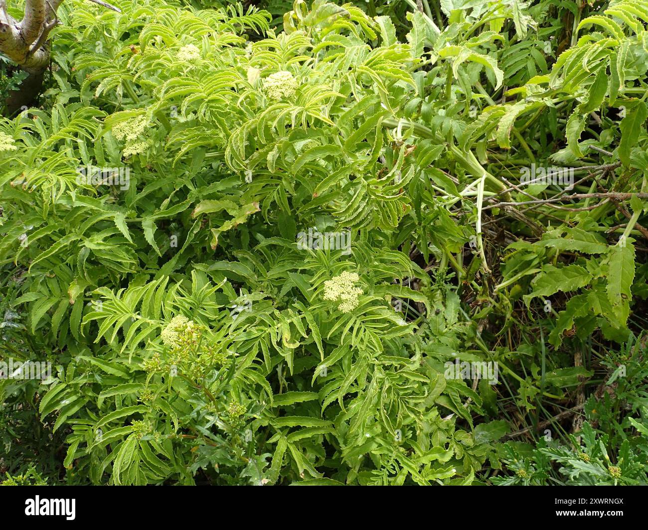 White Elderberry (Sambucus gaudichaudiana) Plantae Stock Photo