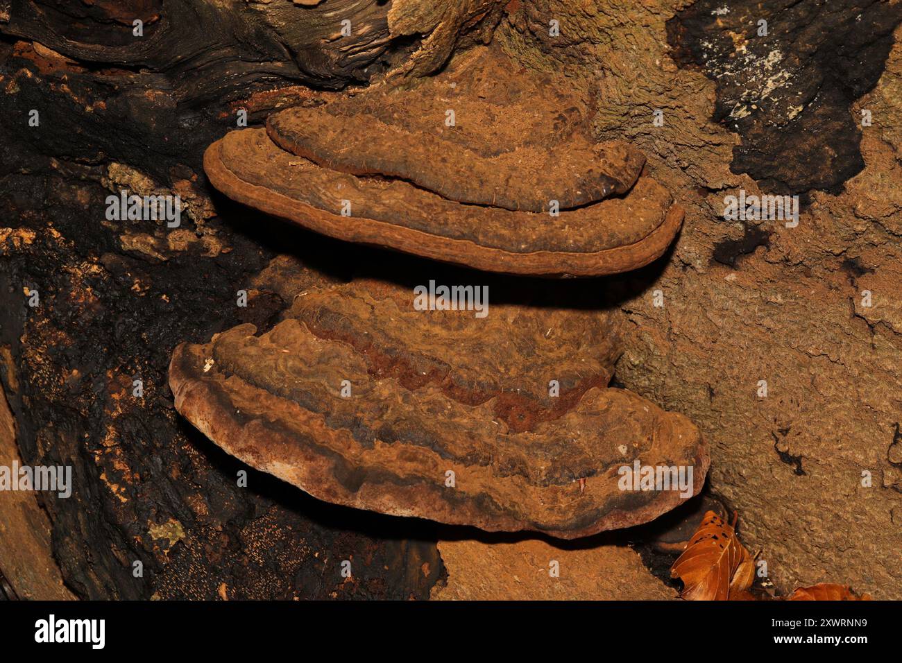 artist's bracket (Ganoderma applanatum) Fungi Stock Photo - Alamy