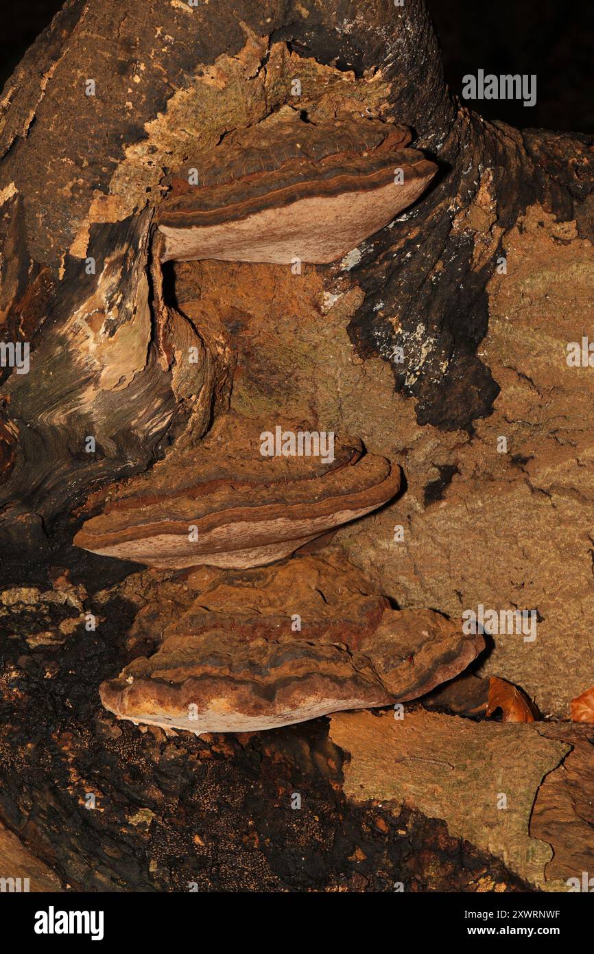 artist's bracket (Ganoderma applanatum) Fungi Stock Photo - Alamy