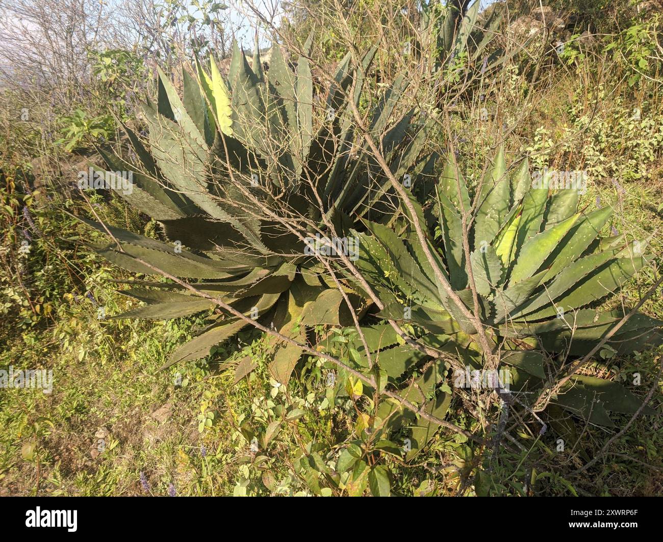 guave agave Agave Blue Glow, 5 Gallon