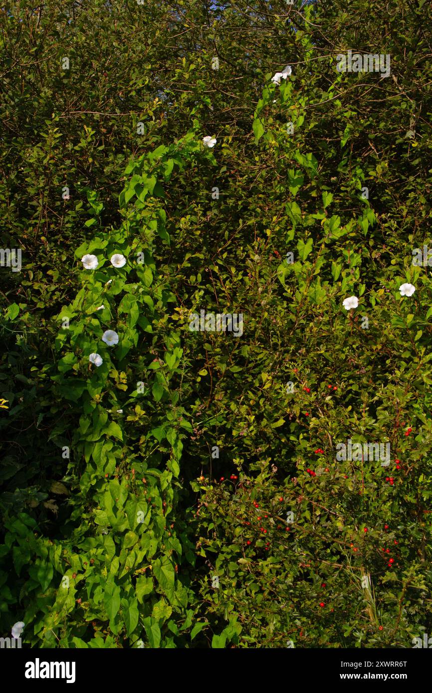 Do Dogs Eat Hedge Bindweed Stalks Reference: Hedge Bindweed With Some Beautiful White Flowers Climbing In Bushes