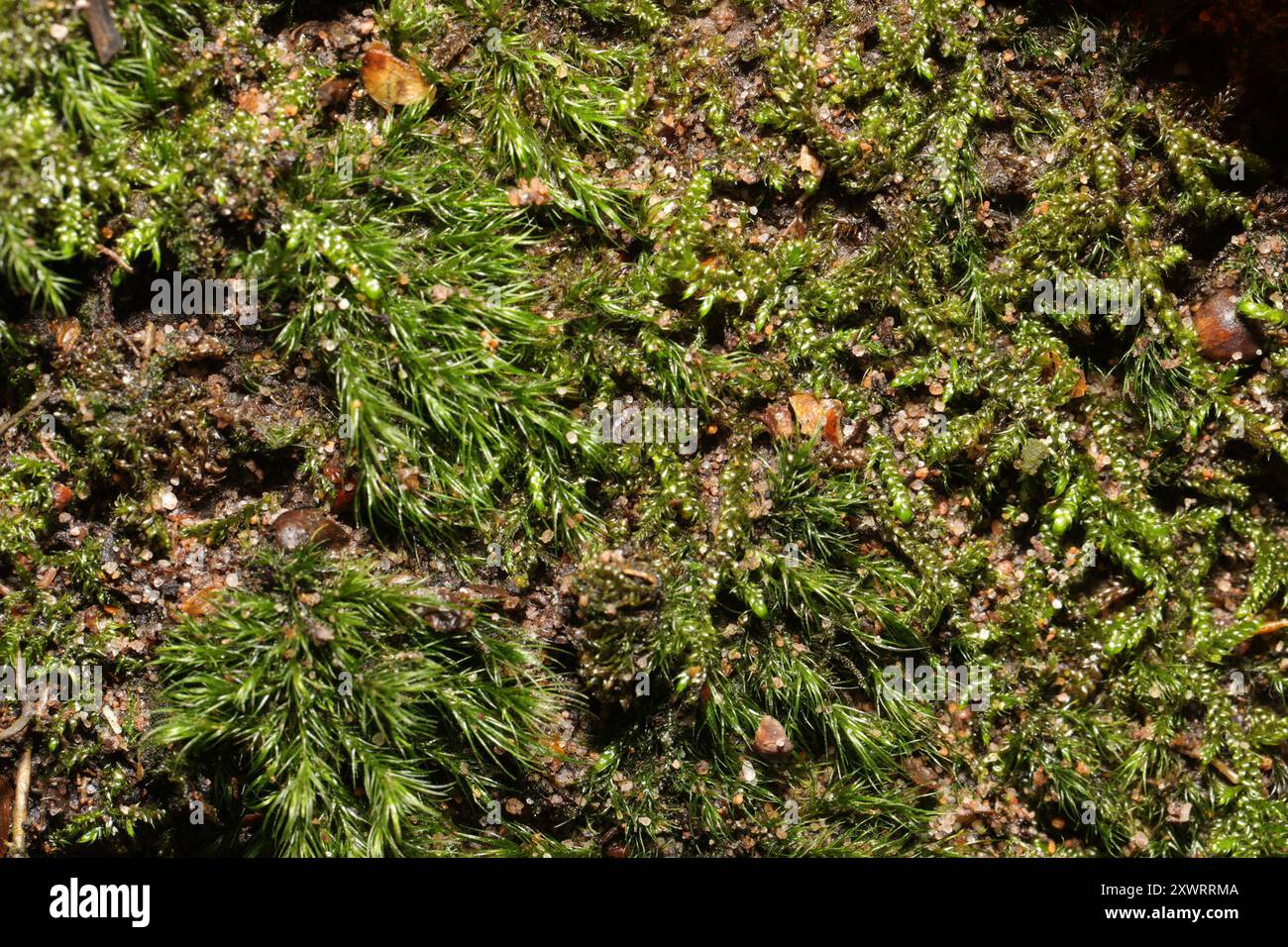 Silky Forklet-moss (Dicranella heteromalla) Plantae Stock Photo