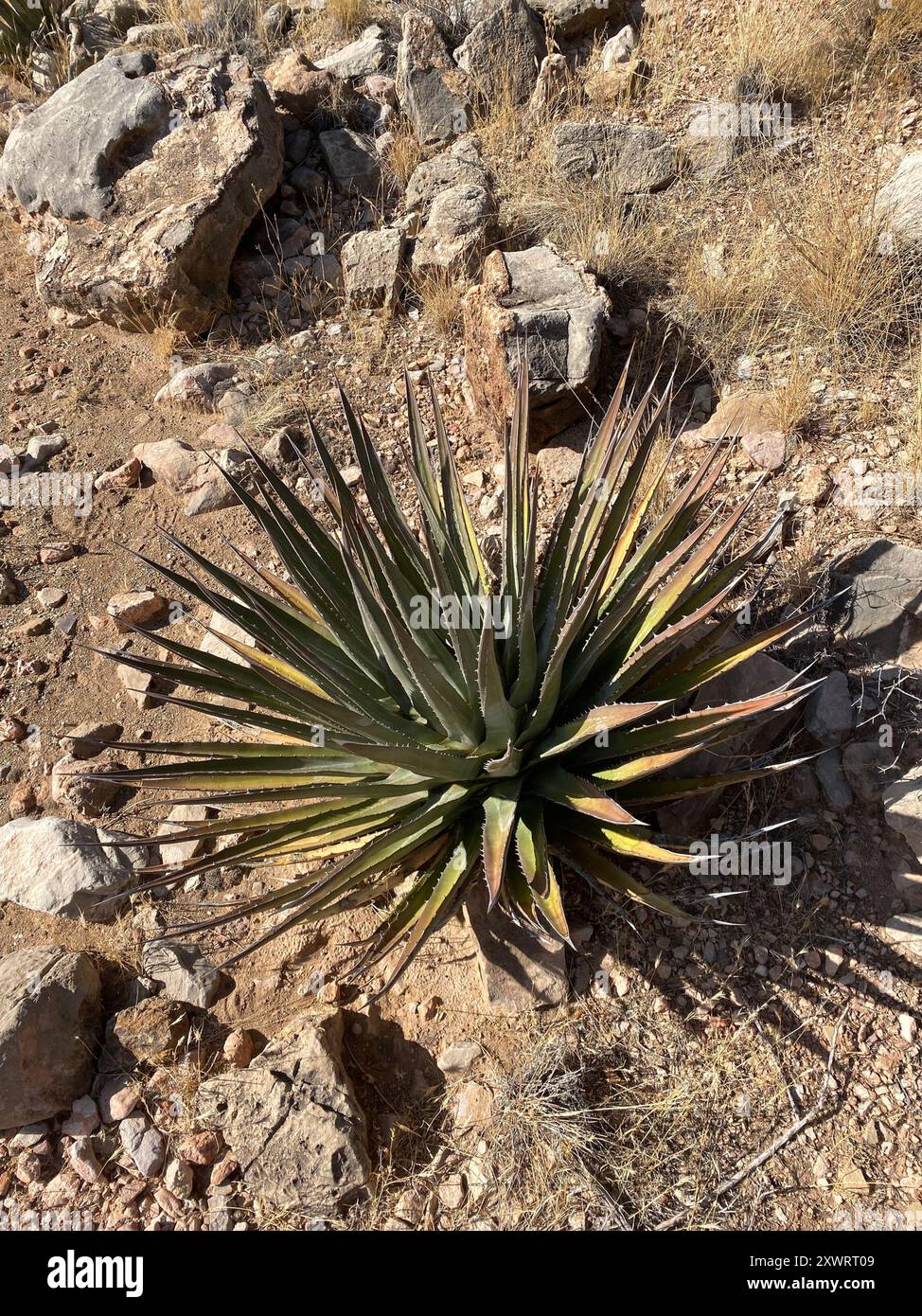 Agave kaibabensis hi-res stock photography and images - Alamy