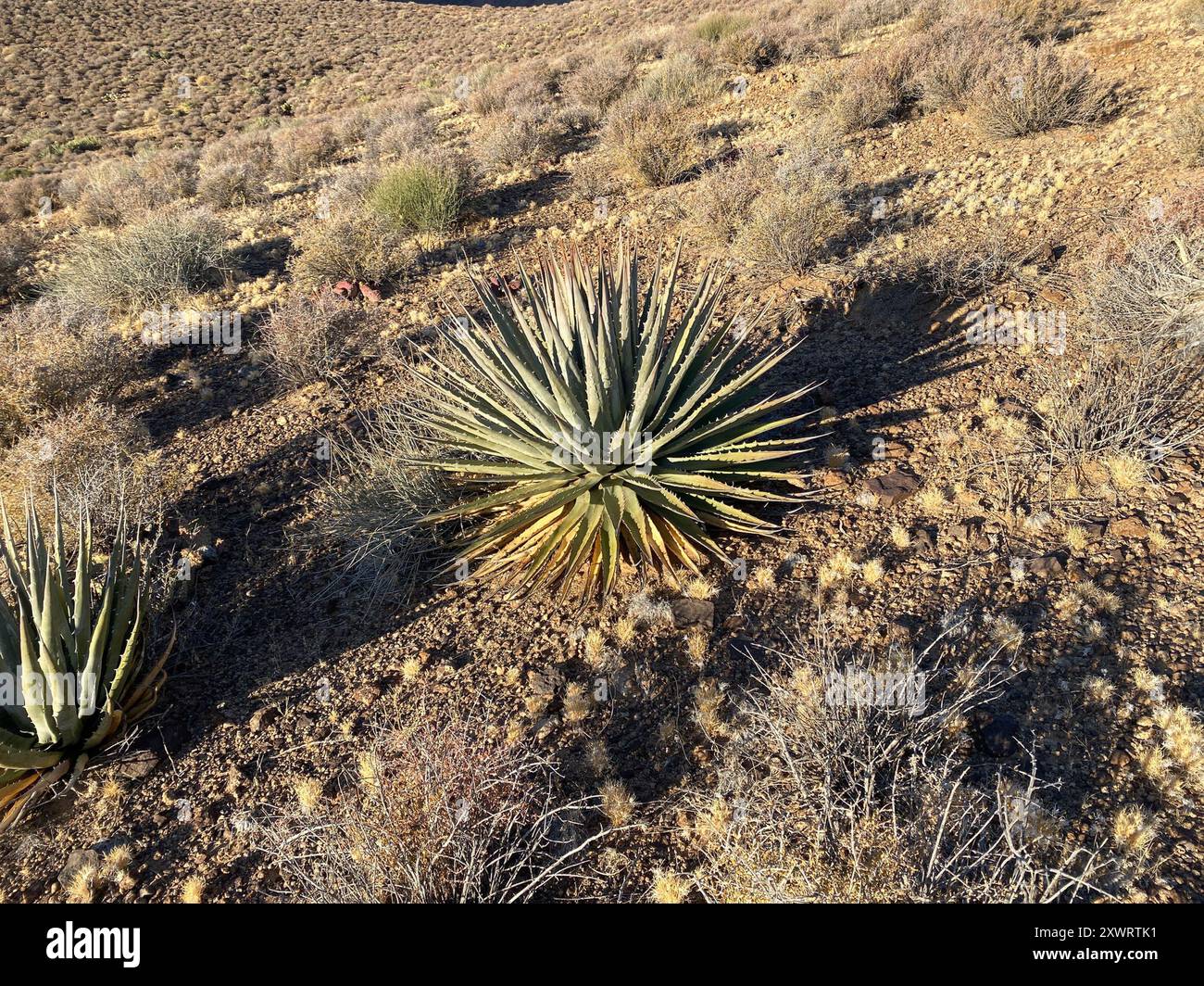 Agave kaibabensis hi-res stock photography and images - Alamy
