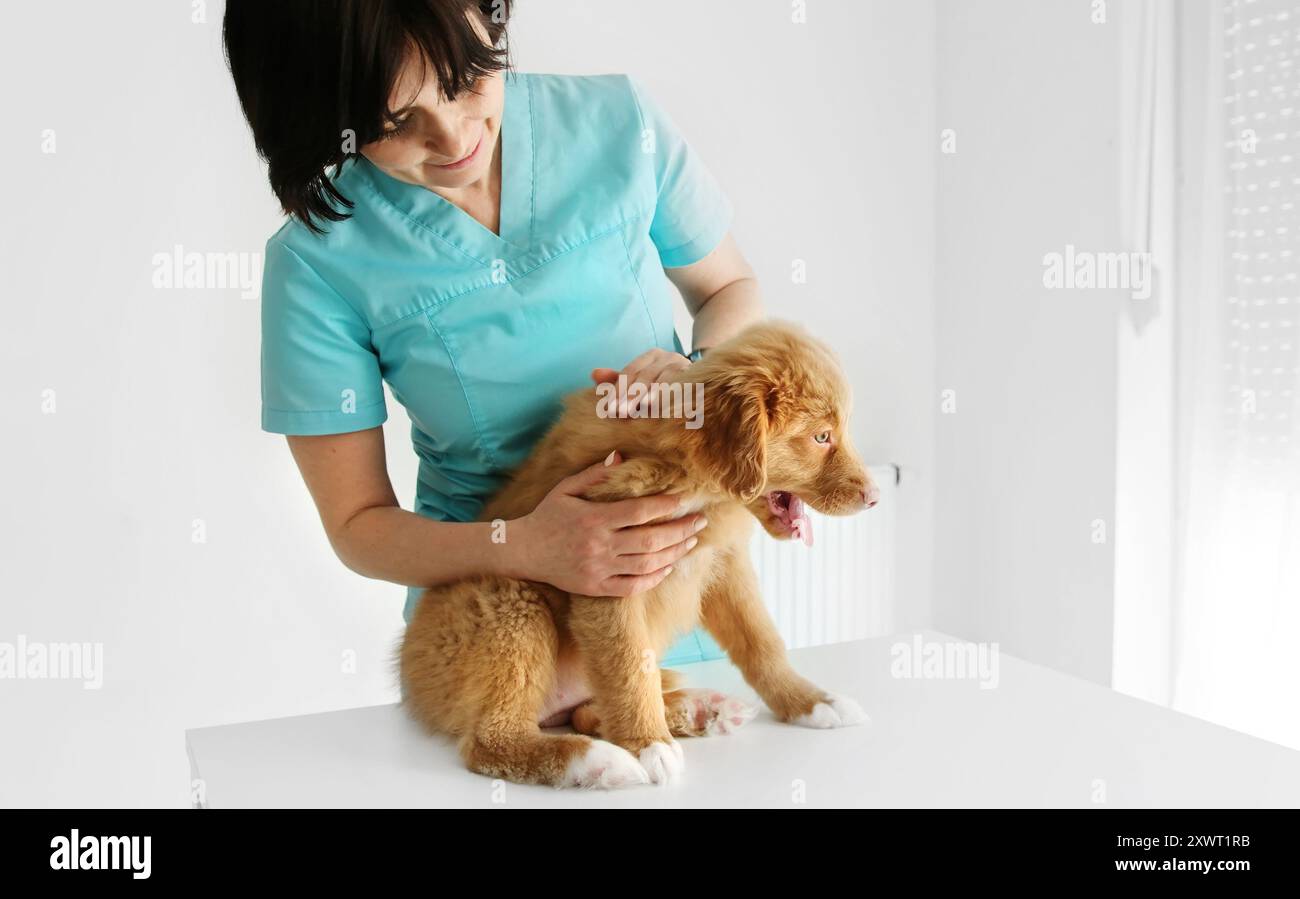 Red Nova Scotia Duck Tolling Retriever Puppy In The Vet Clinic Stock Photo