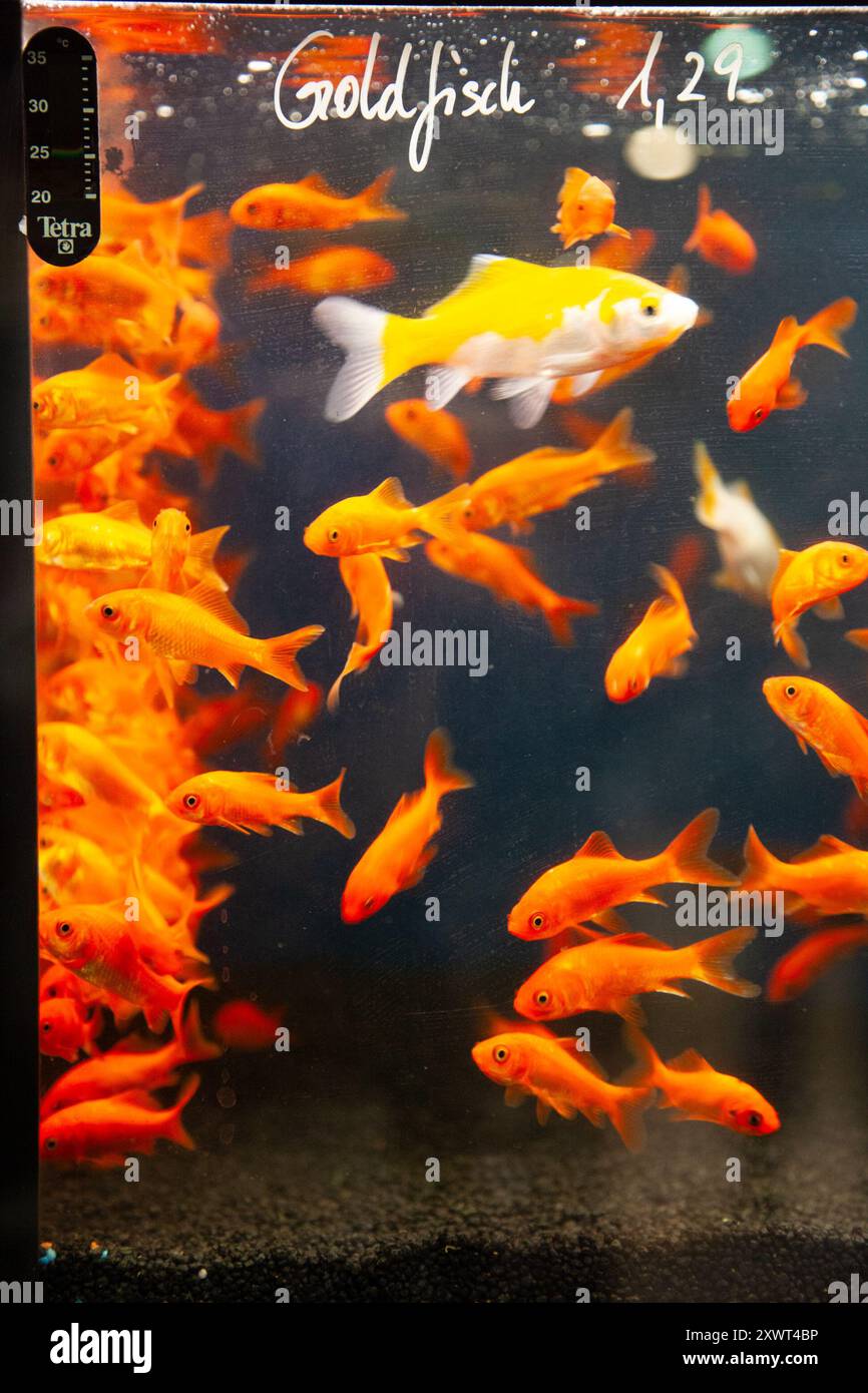 Picture of Prominent yellow hi-res stock photography and images - Alamy