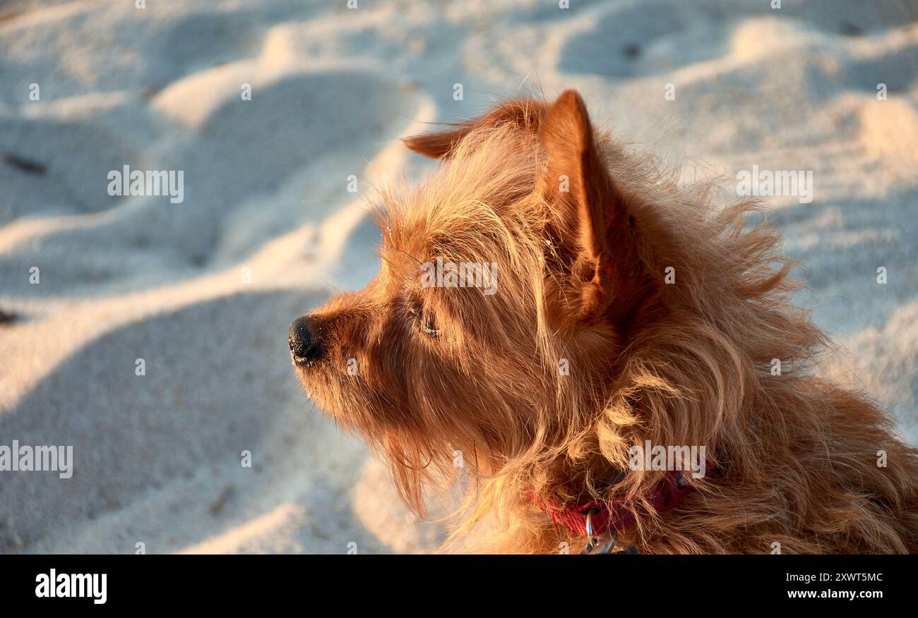 a red-haired Yorkshire Terrier, her glossy coat shining under natural light. With her expressive eyes and lively personality, this little dog exudes b Stock Photo