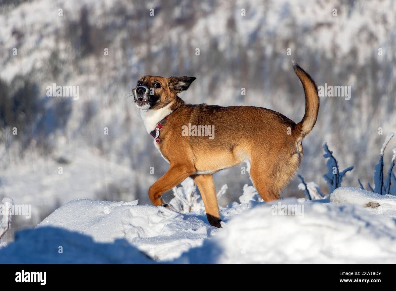 A dog runs in the snowy mountains Stock Photo - Alamy