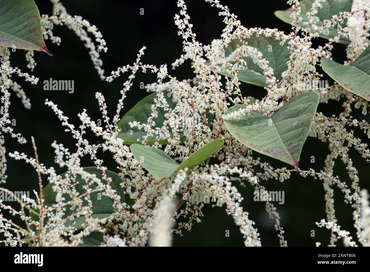 Invasive Neophyten in Deutschland Der Japanische Flügelknöterich blüht ...