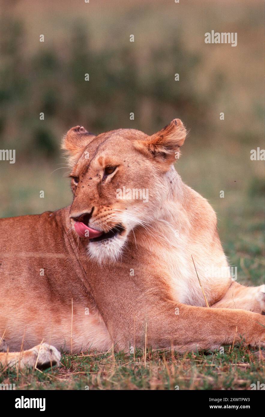 Lions mating at Masai Mara Game Reserve, Kenya Stock Photo - Alamy