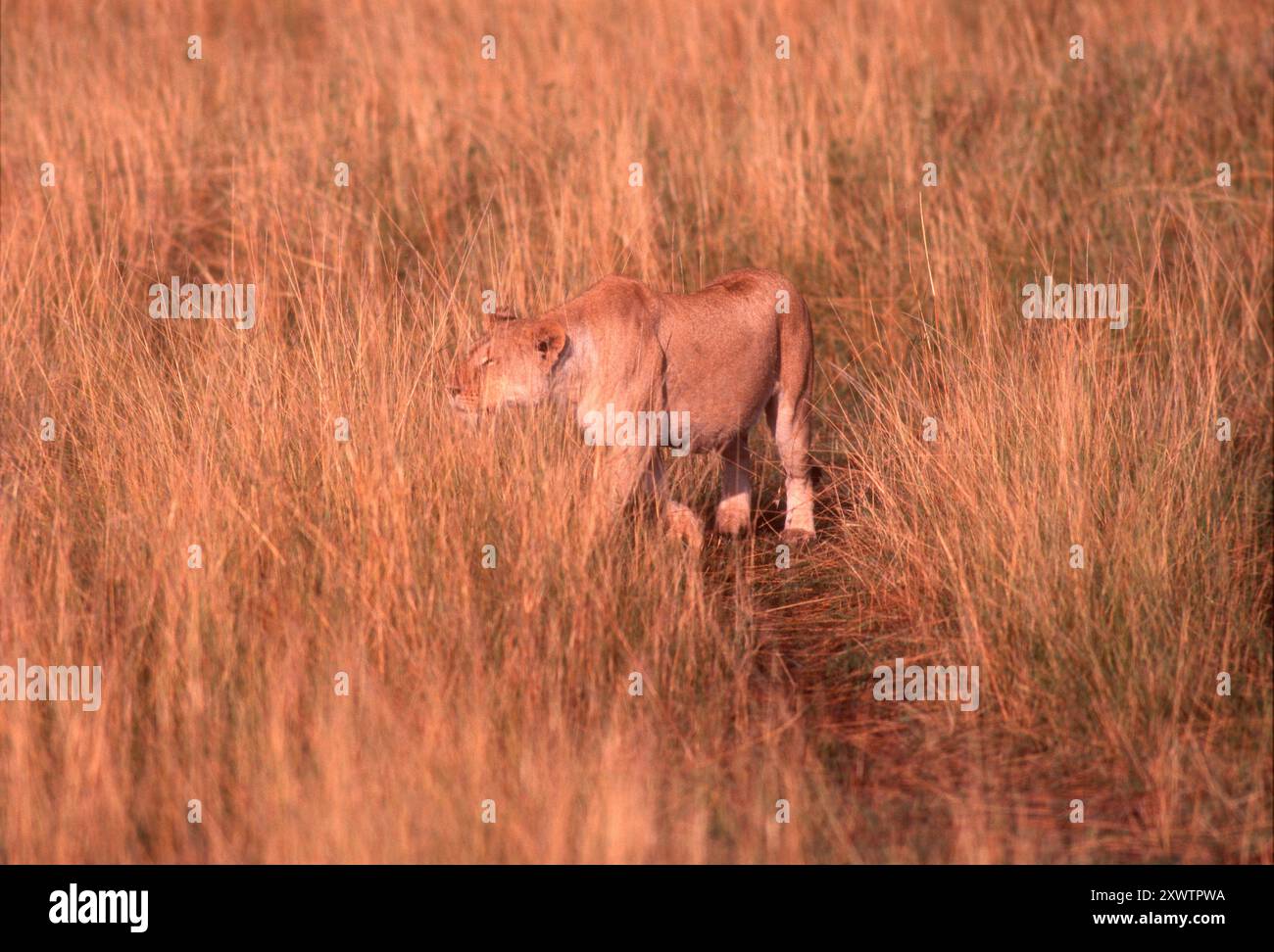 Lions mating at Masai Mara Game Reserve, Kenya Stock Photo - Alamy
