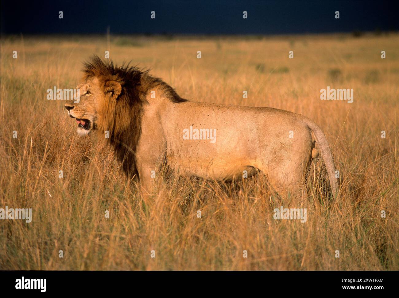 Male lions at Masai Mara Game Reserve, Kenya Stock Photo - Alamy