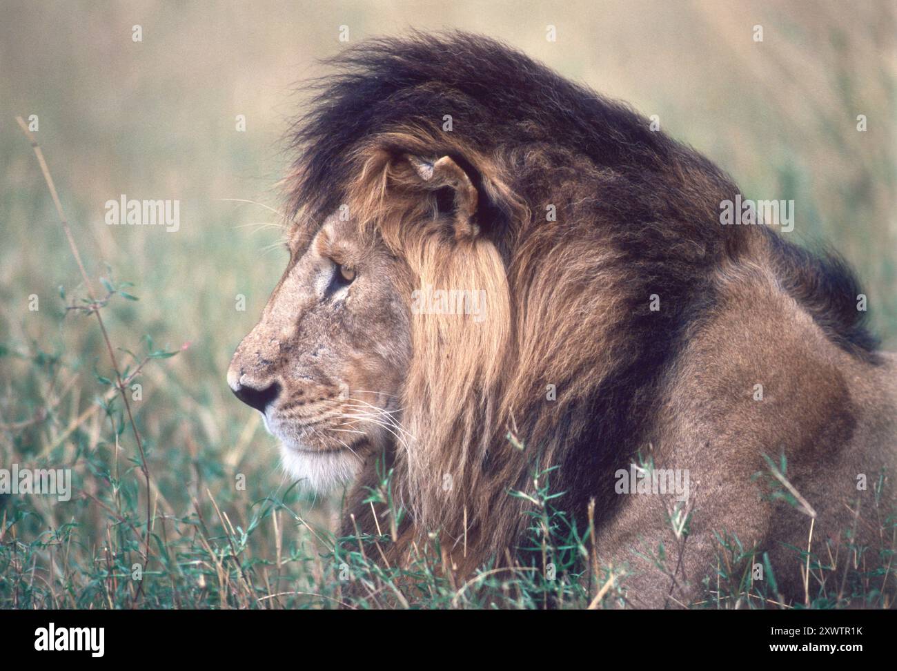 Lion at Masai Mara Game Reserve, Kenya Stock Photo - Alamy