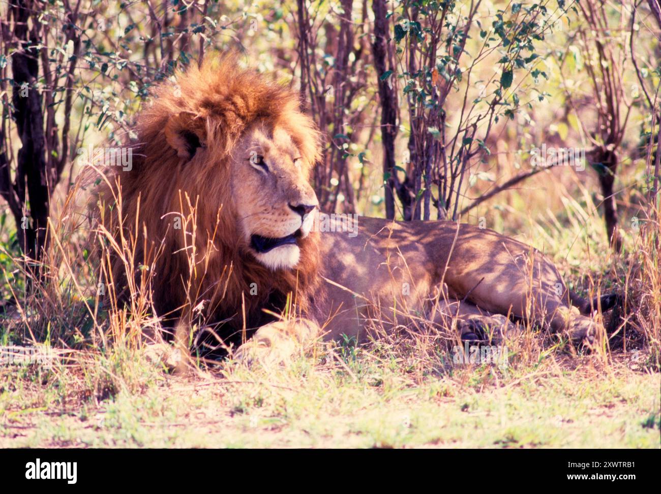 Lions mating at Masai Mara Game Reserve, Kenya Stock Photo - Alamy