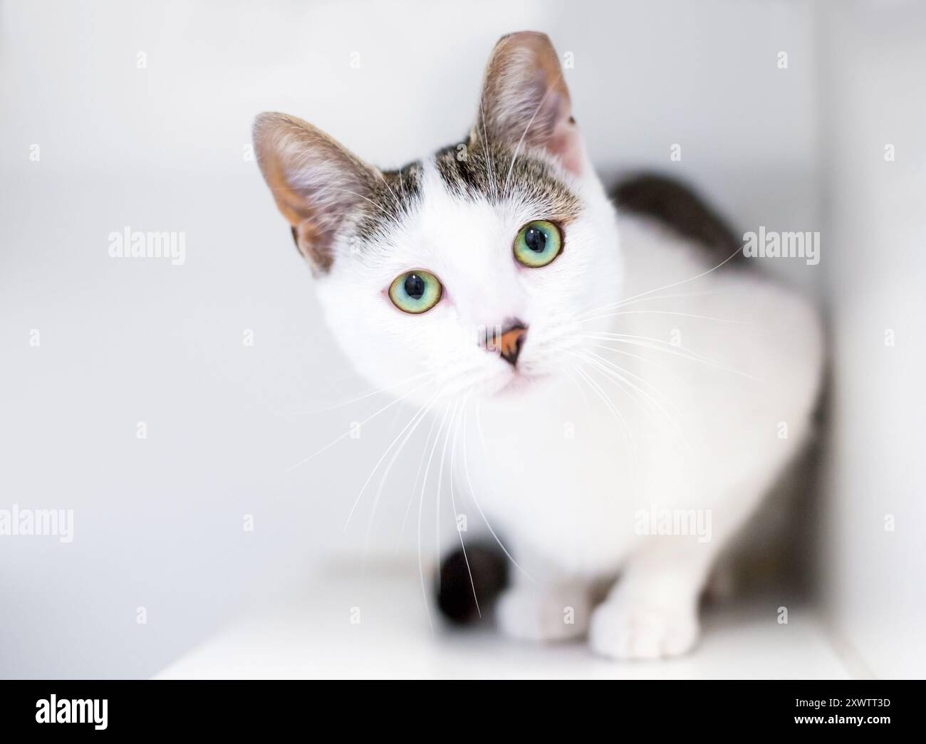 A shorthair cat with its left ear tipped, looking at the camera with a head tilt Stock Photo