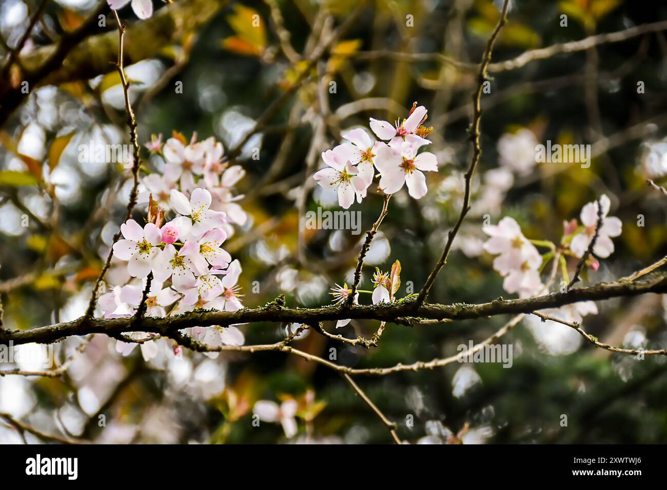 A close-up of delicate cherry blossom flowers blooming on moss-covered branches. Stock Photo