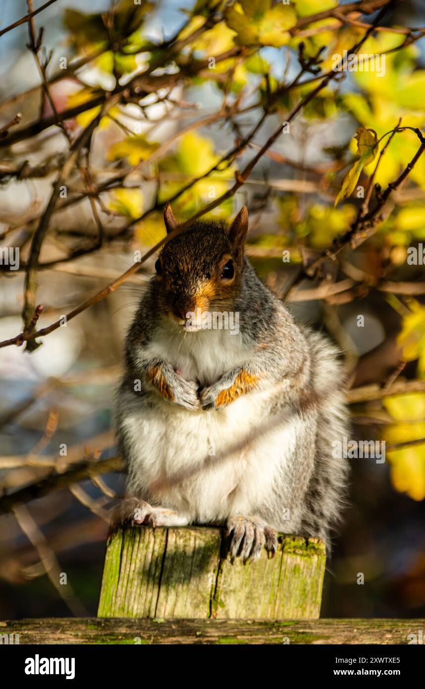 A friendly Squirrel at the Mudchute Park and Farm in London 2020. Stock Photo