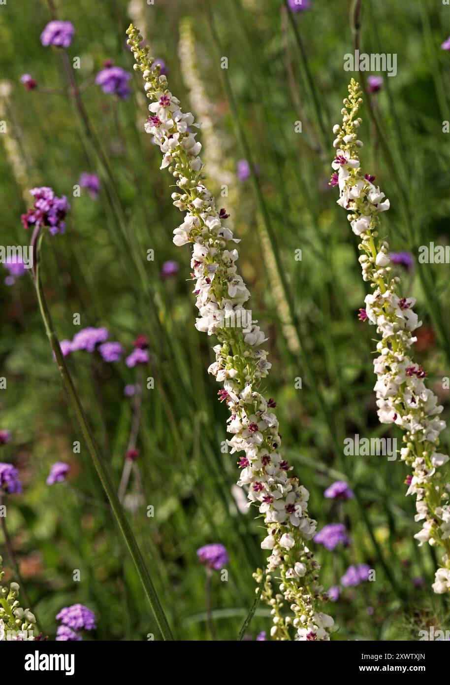 Black Mullein or Dark Mullein, Verbascum nigrum, Scrophulariaceae. UK. It is a species of biennial or short-lived perennial herbaceous plant. Stock Photo