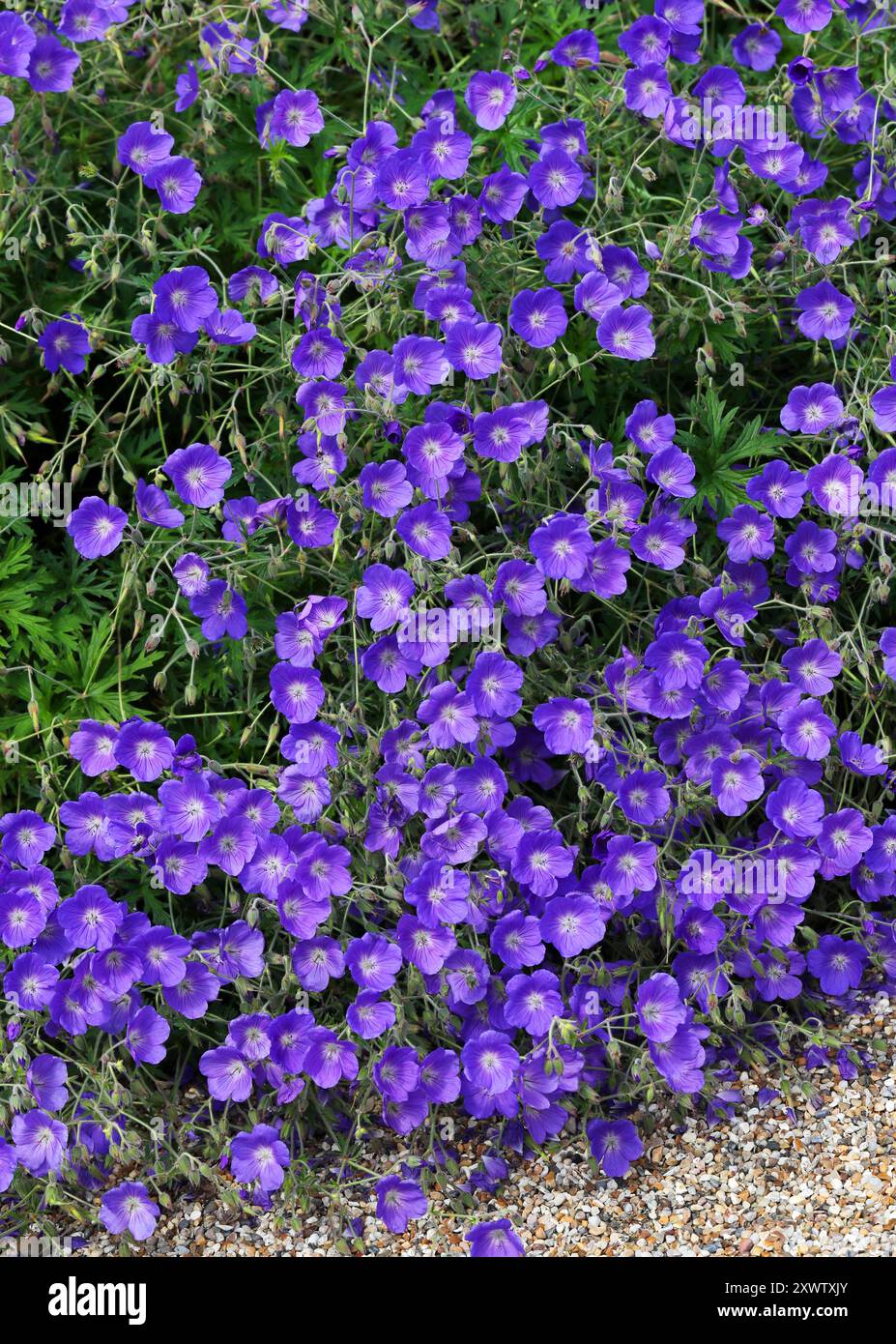 Geranium family geraniaceae flowers hi-res stock photography and images -  Alamy