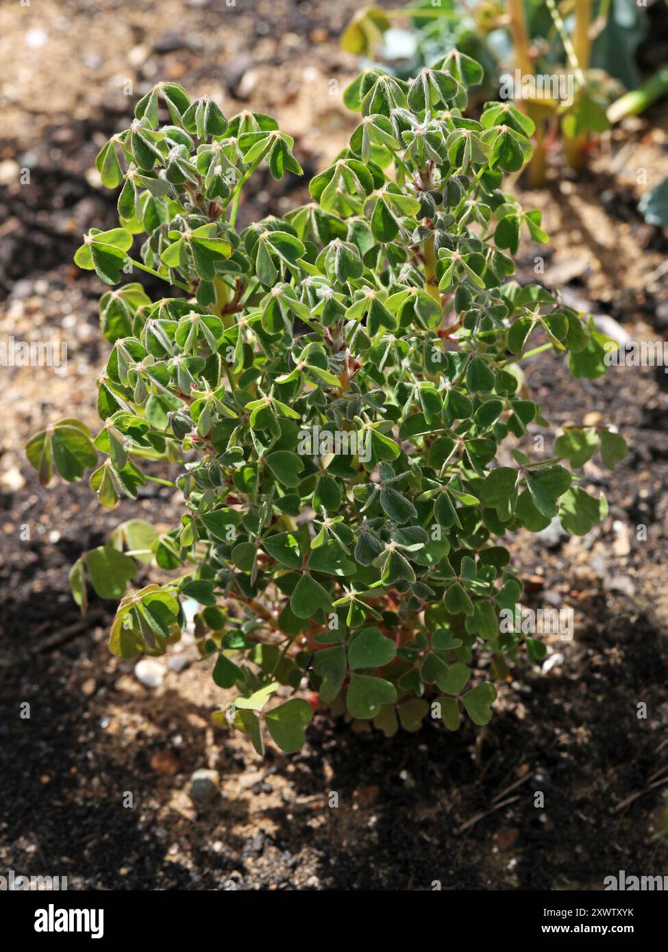 Oca or New Zealand Yam, 'New Zealand Red', Oxalis tuberosa, Oxalidaceae. Andean South America. Oxalis tuberosa is a perennial herbaceous plant. Stock Photo