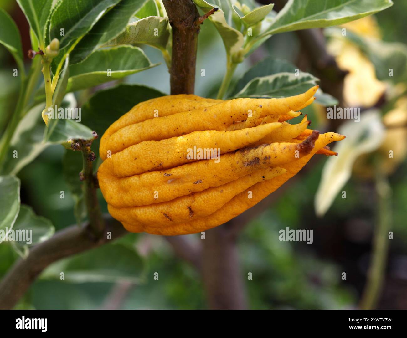 Buddha's Hand or the Fingered Citron, Citrus medica var. sarcodactylis, Rutaceae. Mediterranean and Asia. Stock Photo