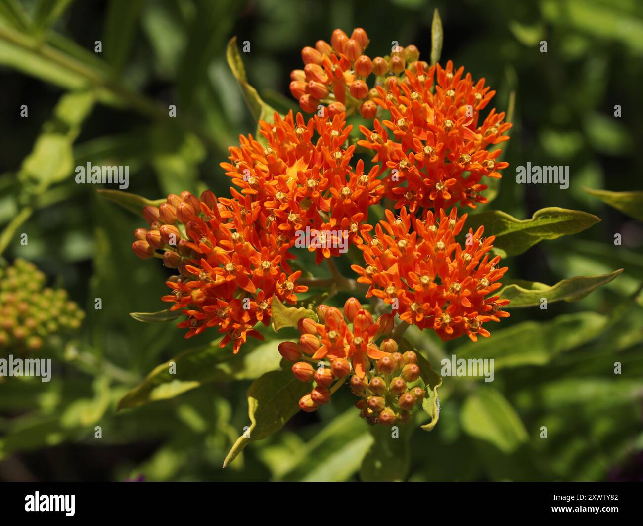 Milkweed, Orange Asclepias, or Butterfly Weed, Asclepias tuberosa, Apocynaceae. Southwestern North America. Stock Photo