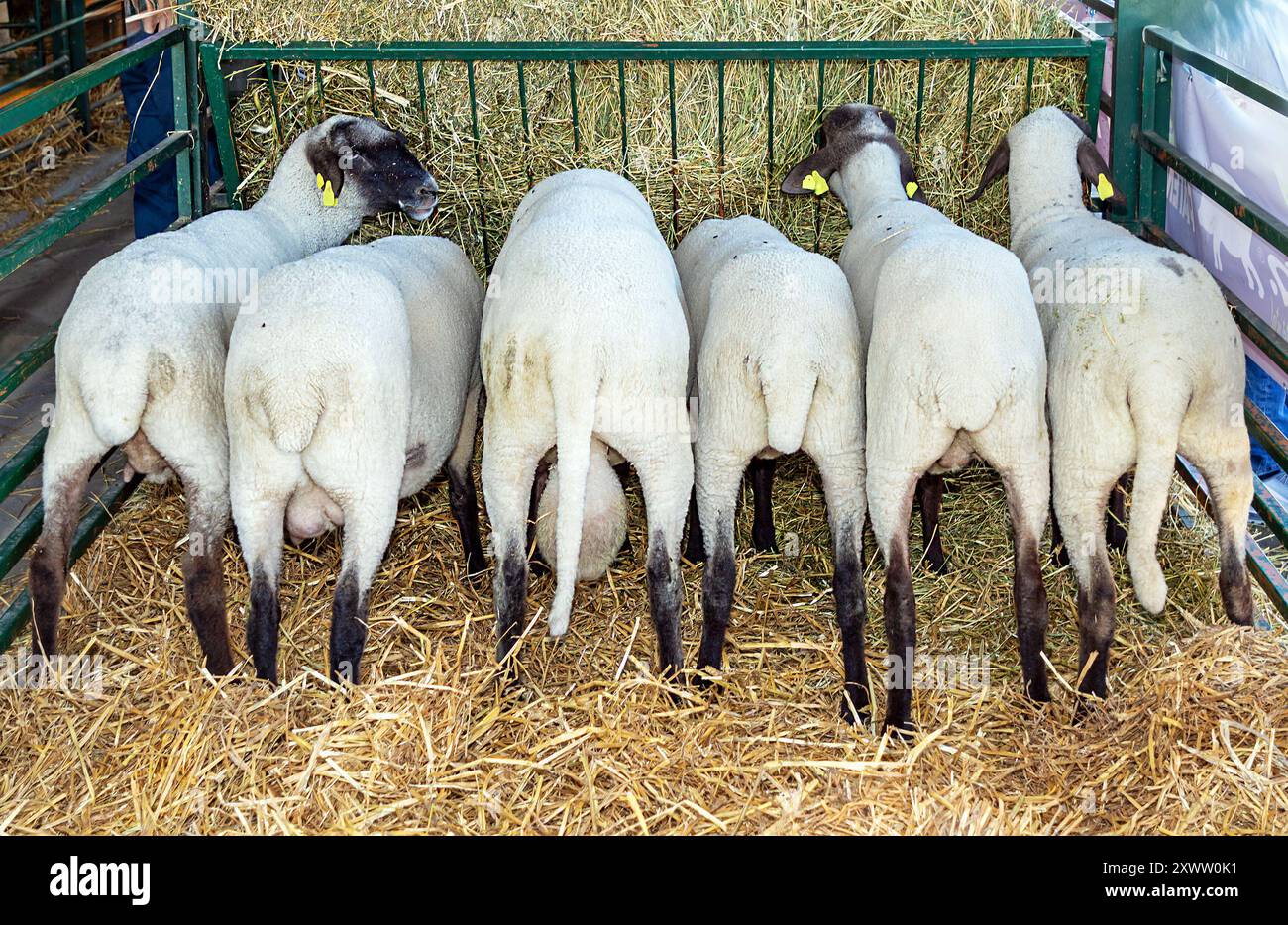Sheep Rind Back Sheep from the back hi-res stock photography and images - Alamy