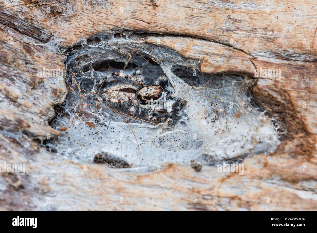 Jumping spider hiding in nest on the tree bark. Stock Photo