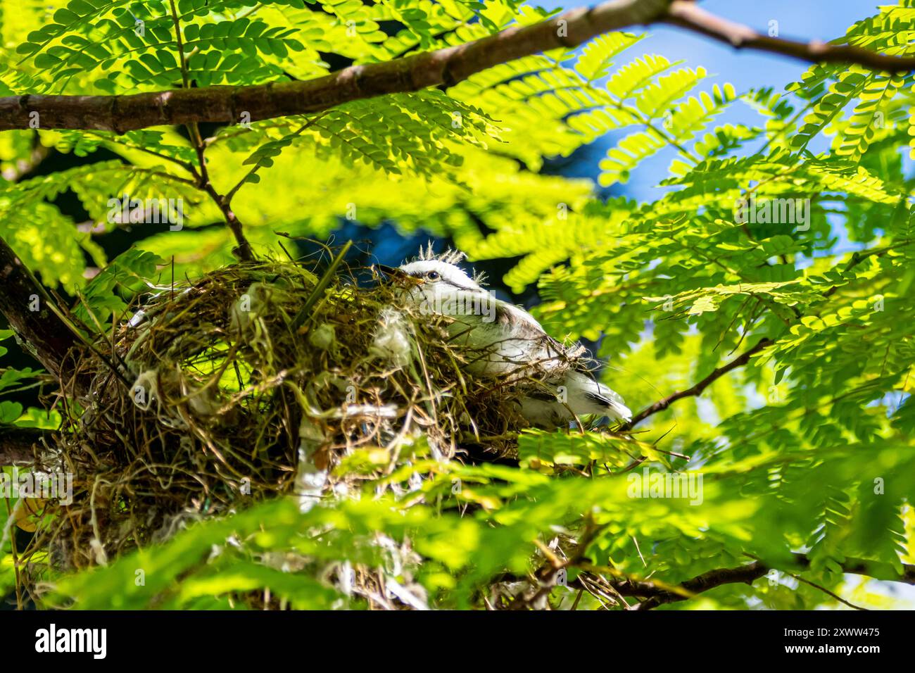 A fluffy white baby bird sits snugly in its nest, surrounded by green leaves with a clear blue sky in the background. Stock Photo