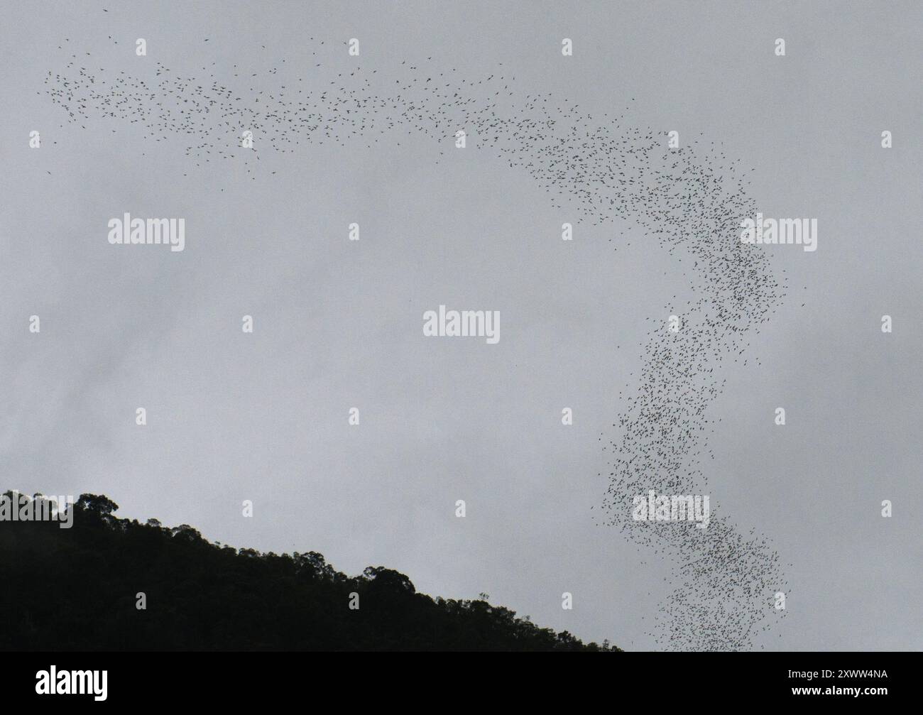 The bat exodus out of Deer cave in Mulu National Park, Borneo, Malaysia. Stock Photo